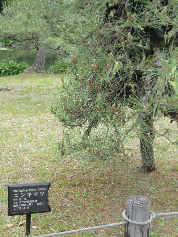 Etsuko's Snapshots of Japan 2012