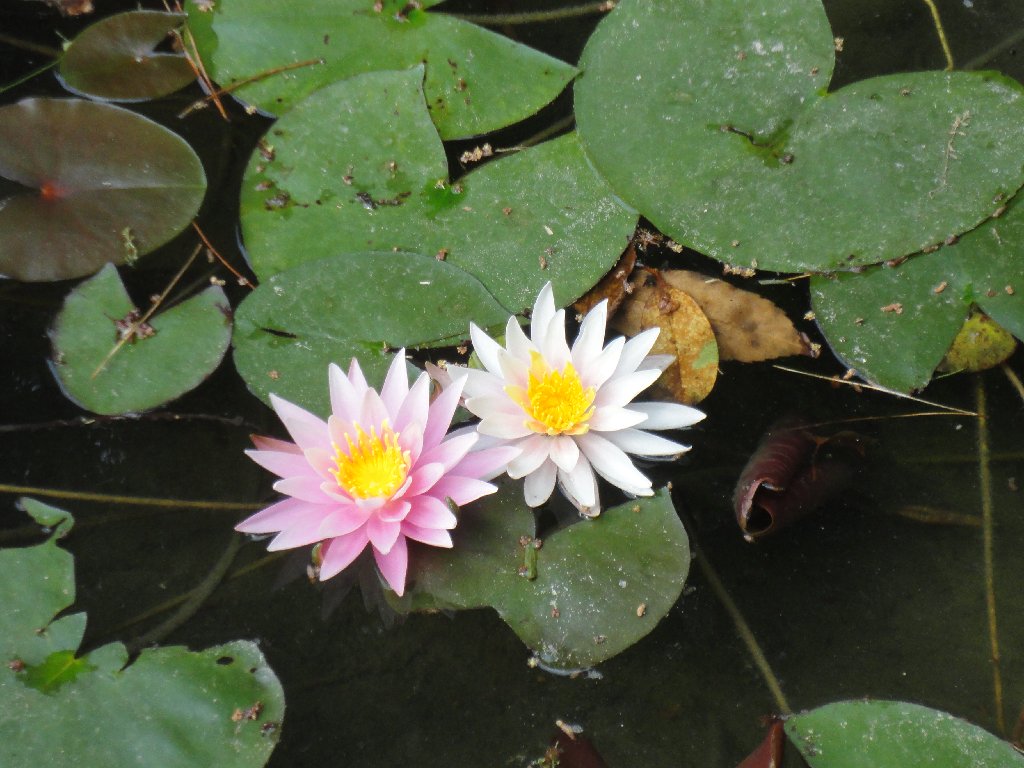 Etsuko's Snapshots of Japan 2012