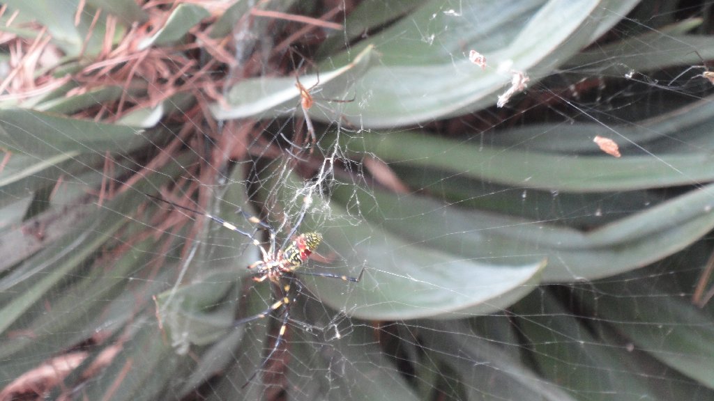 Etsuko goes to Japan again