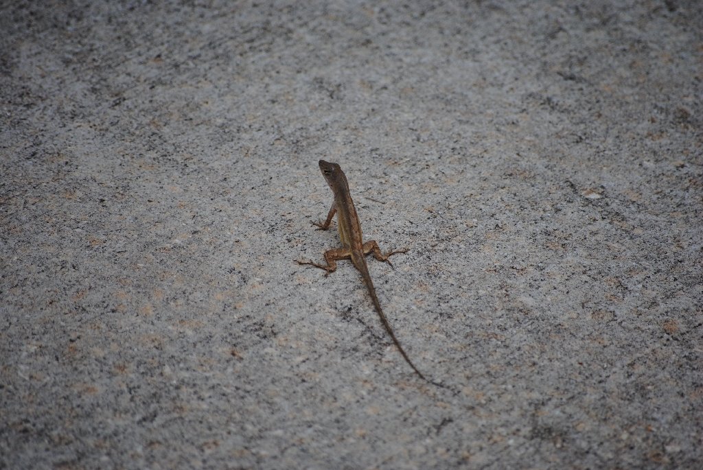 My Little Lizards -  2014