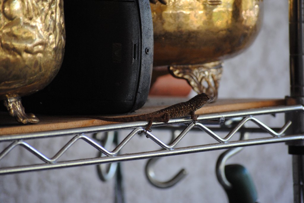 My Little Lizards -  2014