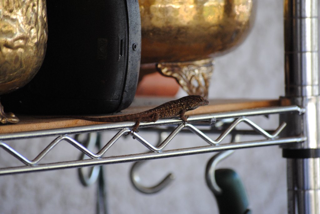 My Little Lizards -  2014