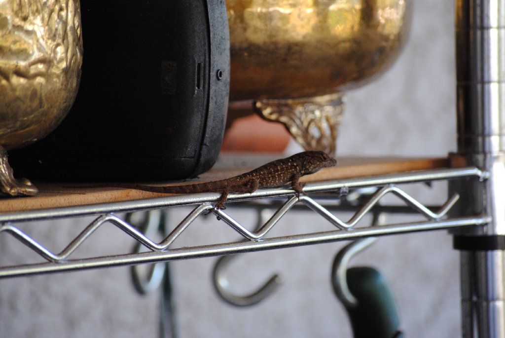 My Little Lizards -  2014