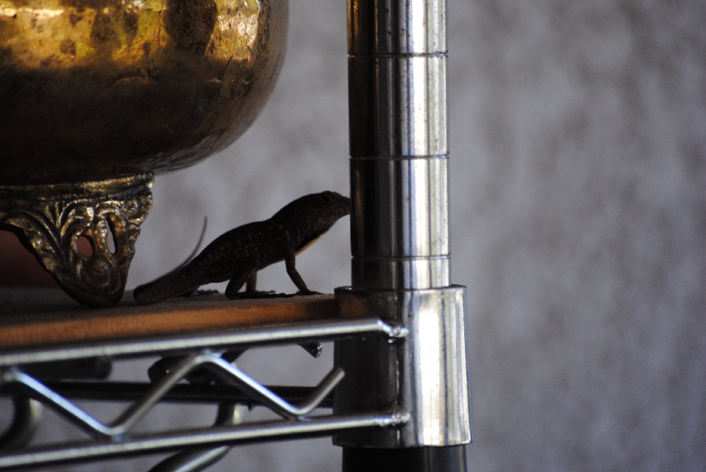 My Little Lizards -  2014