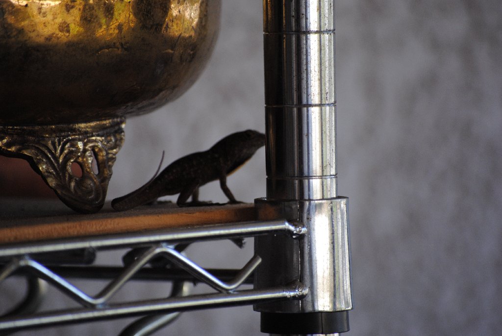 My Little Lizards -  2014