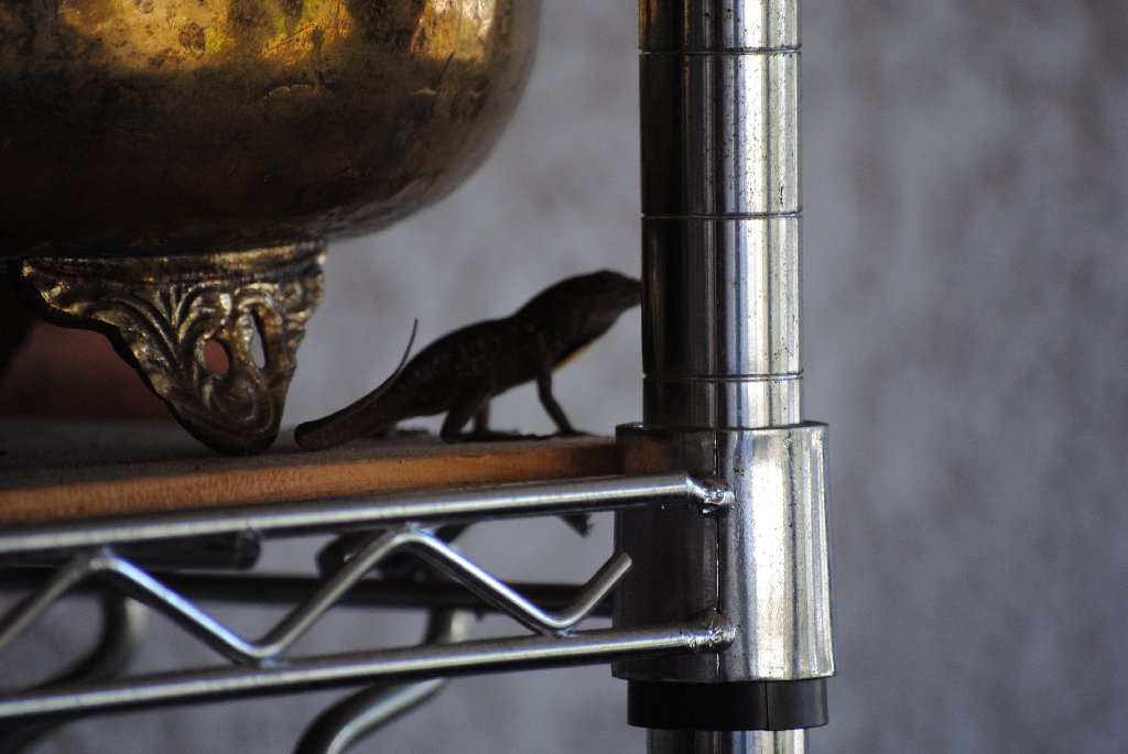 My Little Lizards -  2014