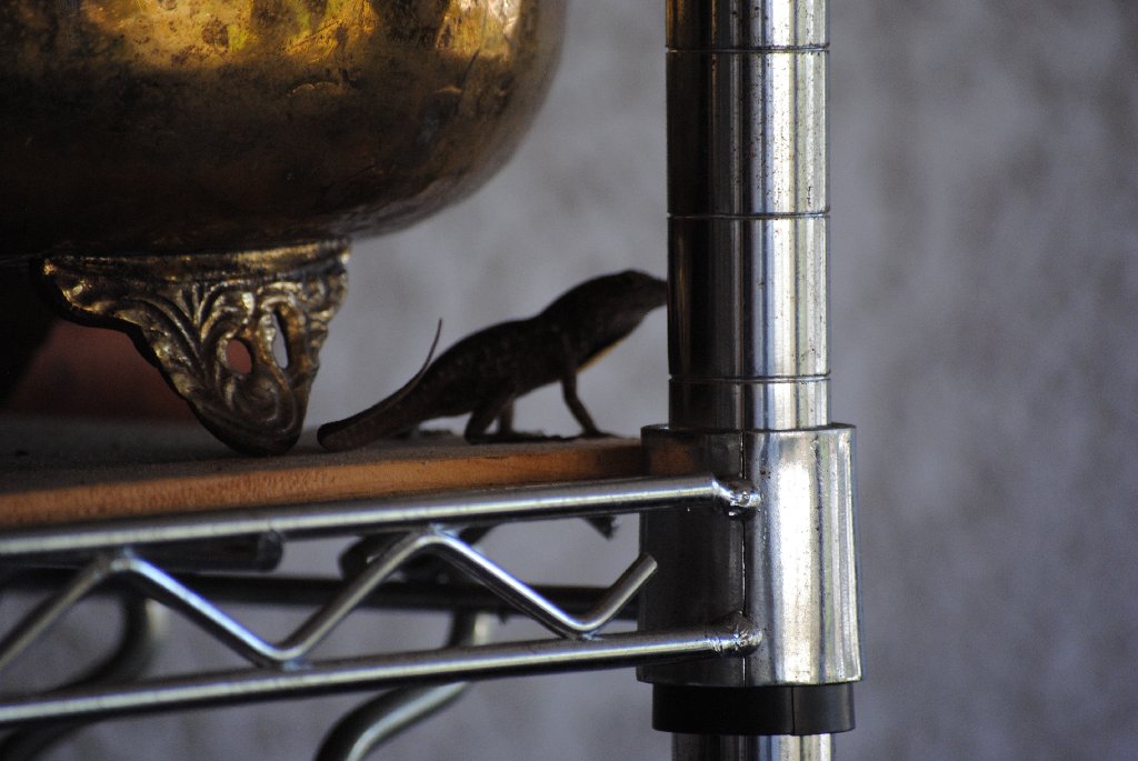 My Little Lizards -  2014