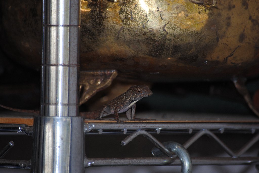 My Little Lizards -  2014