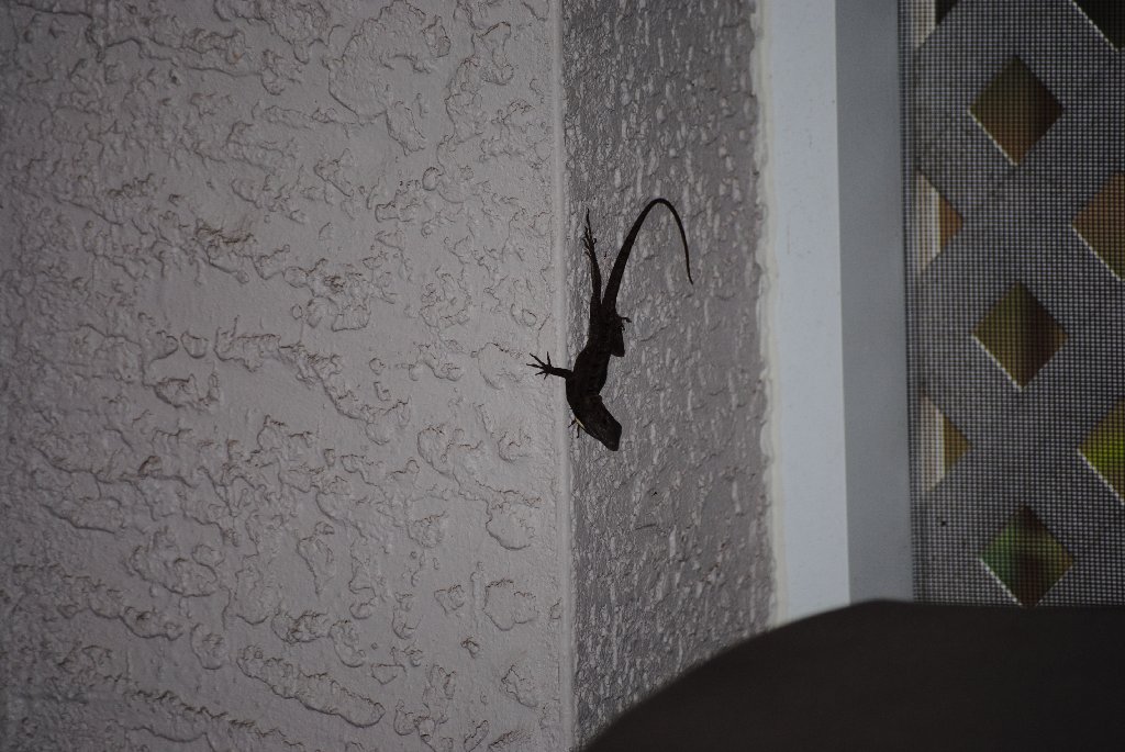 My Little Lizards -  2014