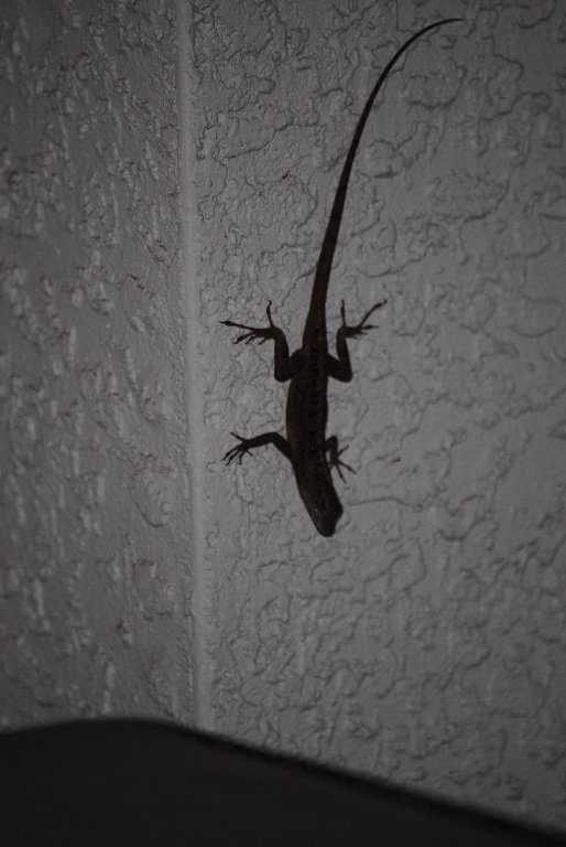 My Little Lizards -  2014