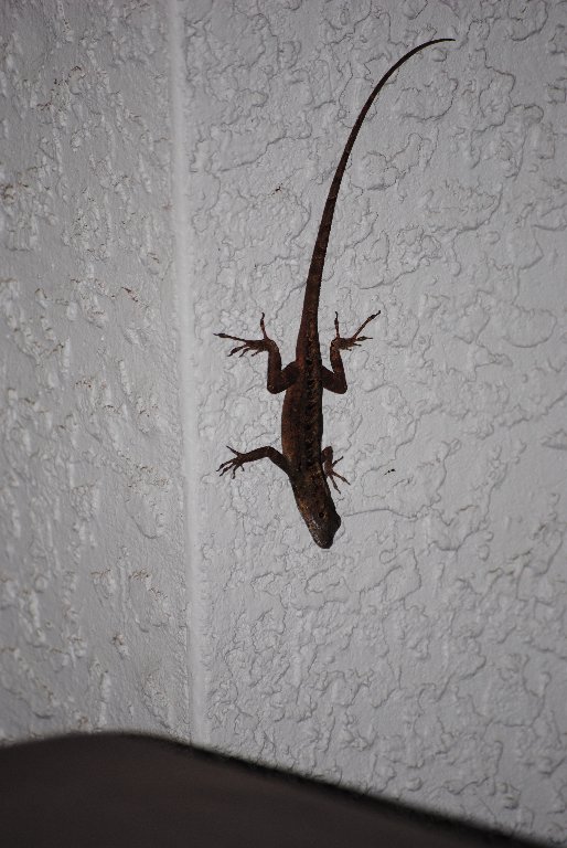 My Little Lizards -  2014