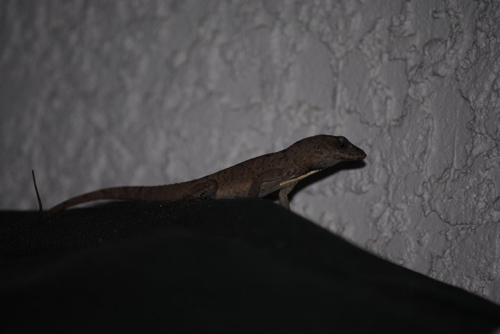 My Little Lizards -  2014