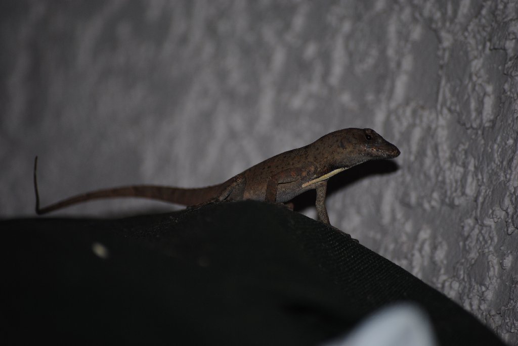 My Little Lizards -  2014