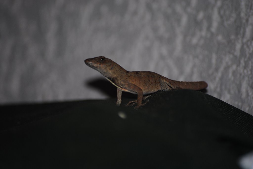 My Little Lizards -  2014