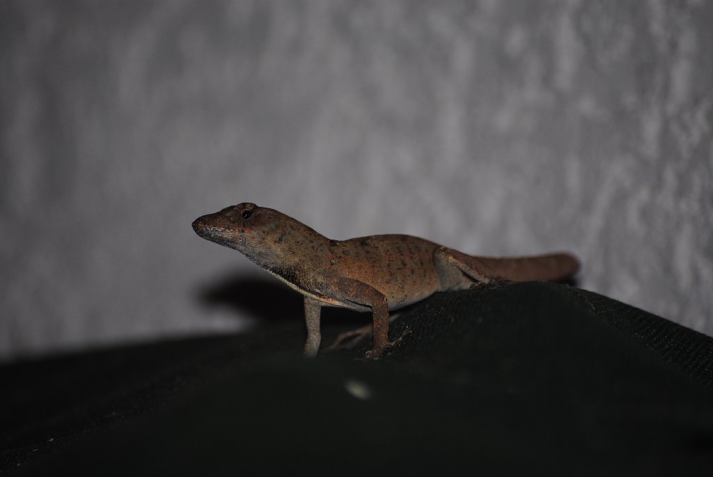 My Little Lizards -  2014