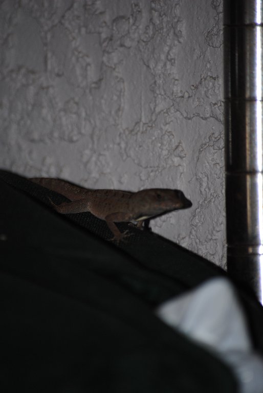 My Little Lizards -  2014