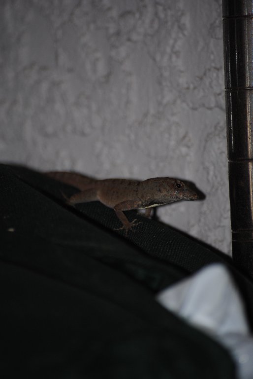 My Little Lizards -  2014