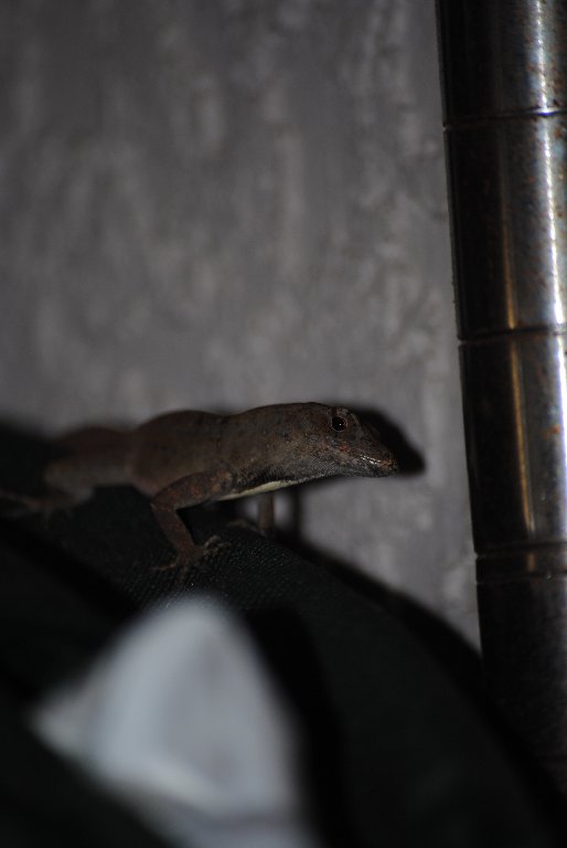 My Little Lizards -  2014