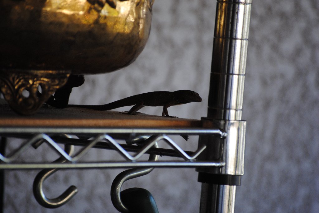 My Little Lizards -  2014