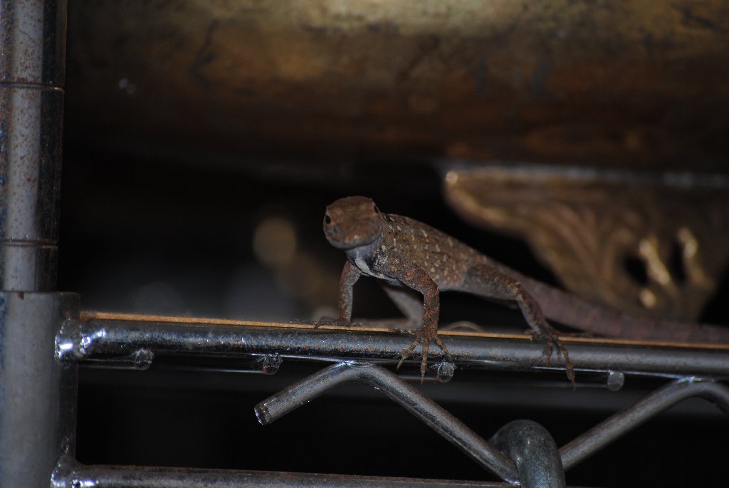 My Little Lizards -  2014