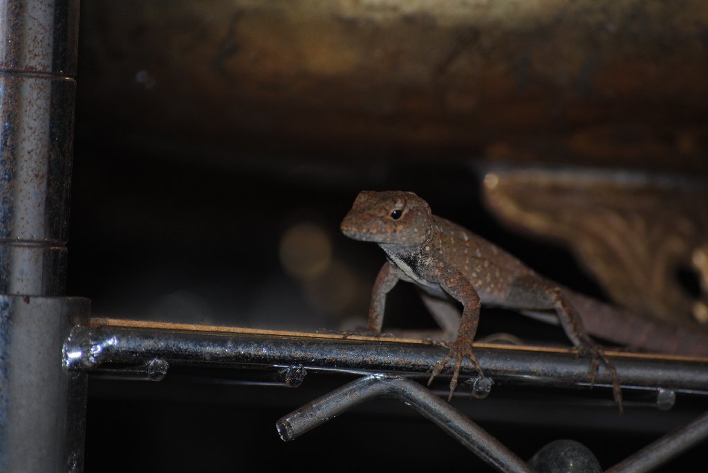 My Little Lizards -  2014