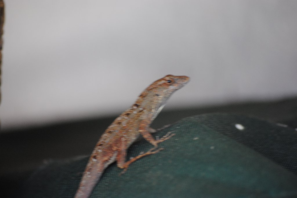 My Little Lizards -  2014