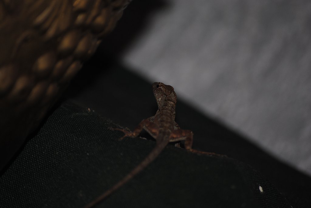 My Little Lizards -  2014