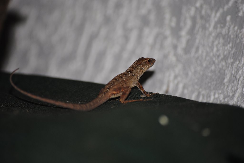 My Little Lizards -  2014