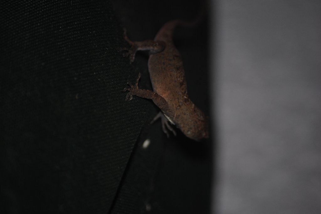 My Little Lizards -  2014