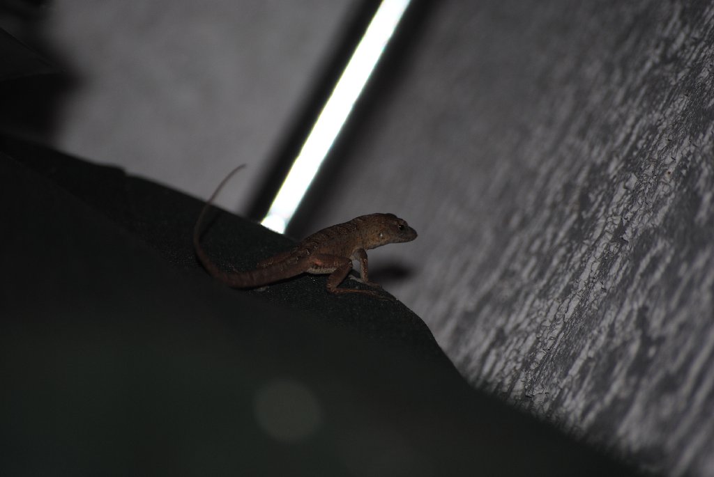 My Little Lizards -  2014