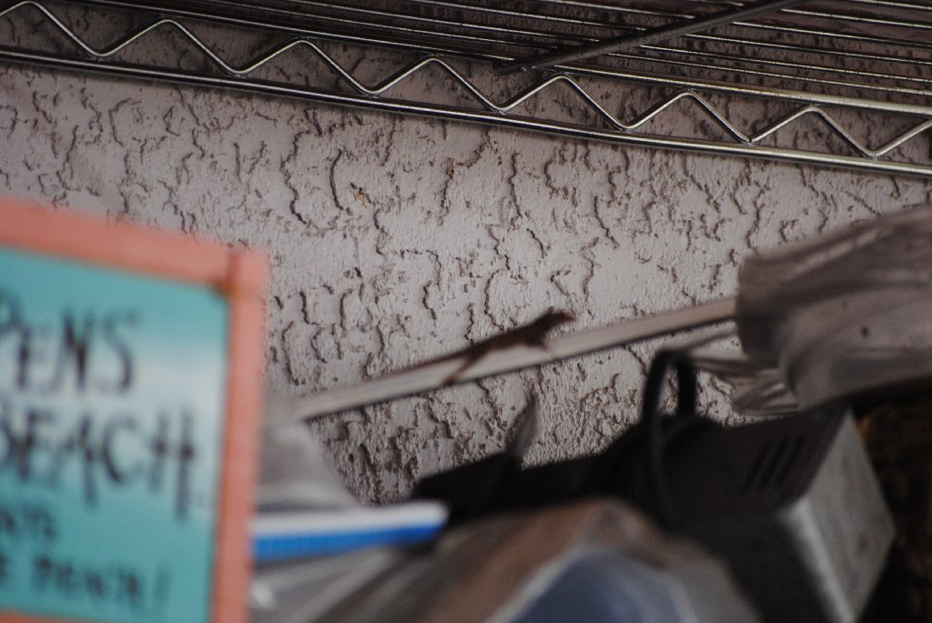 My Little Lizards -  2014