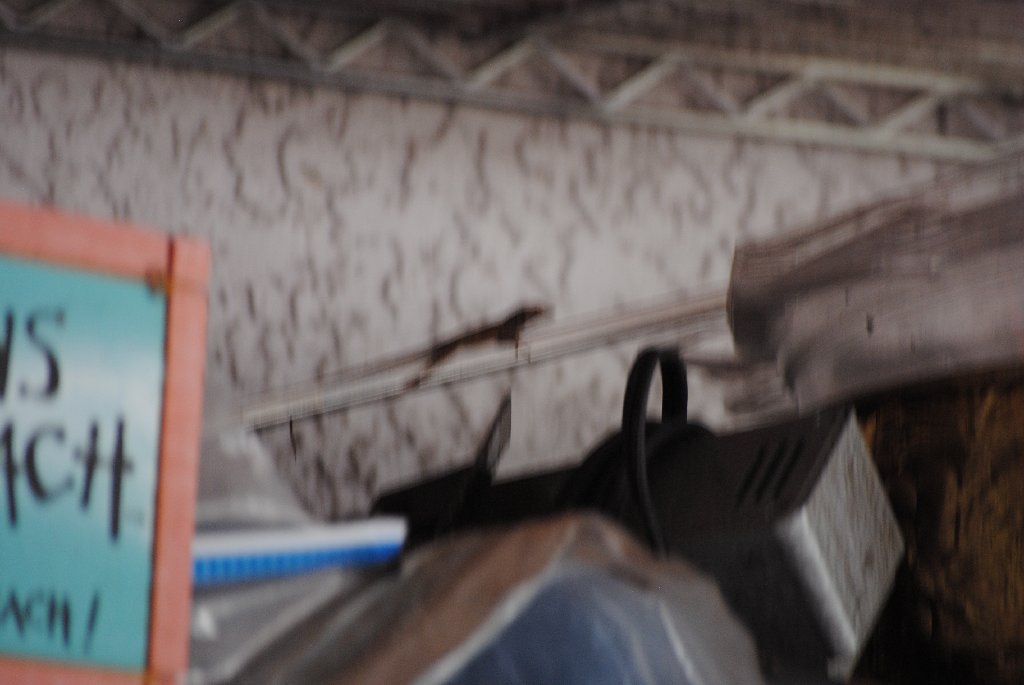 My Little Lizards -  2014