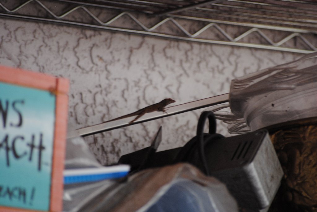 My Little Lizards -  2014