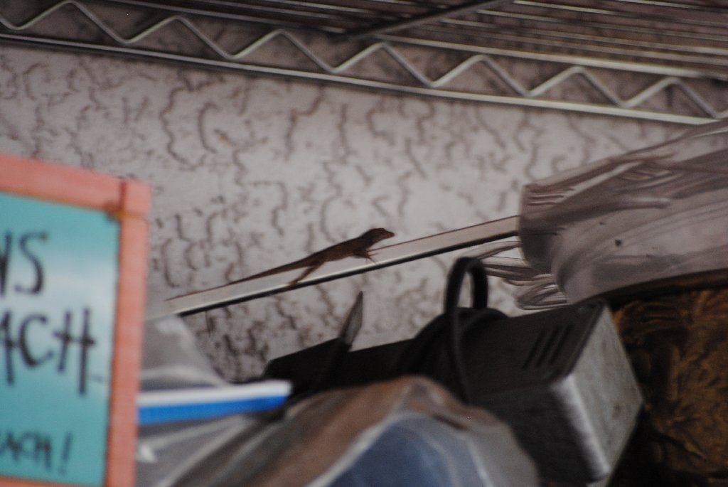 My Little Lizards -  2014