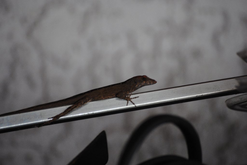 My Little Lizards -  2014