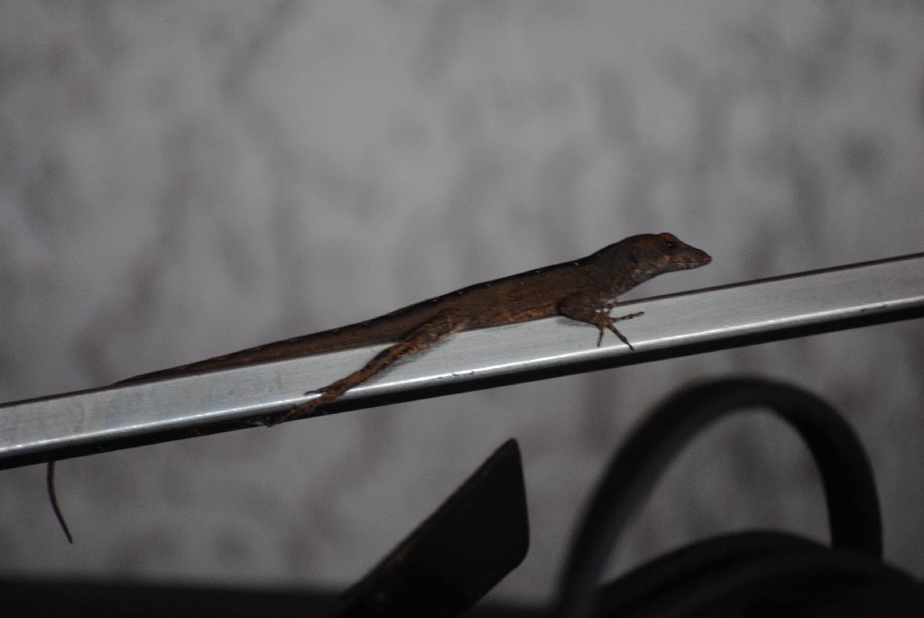 My Little Lizards -  2014