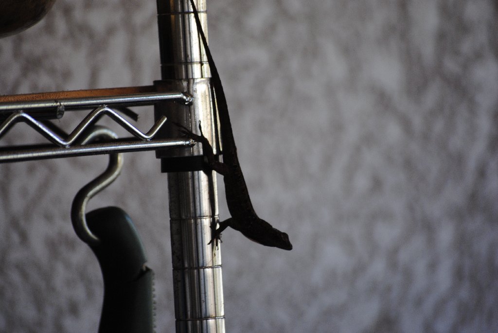 My Little Lizards -  2014