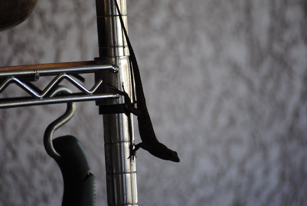 My Little Lizards -  2014