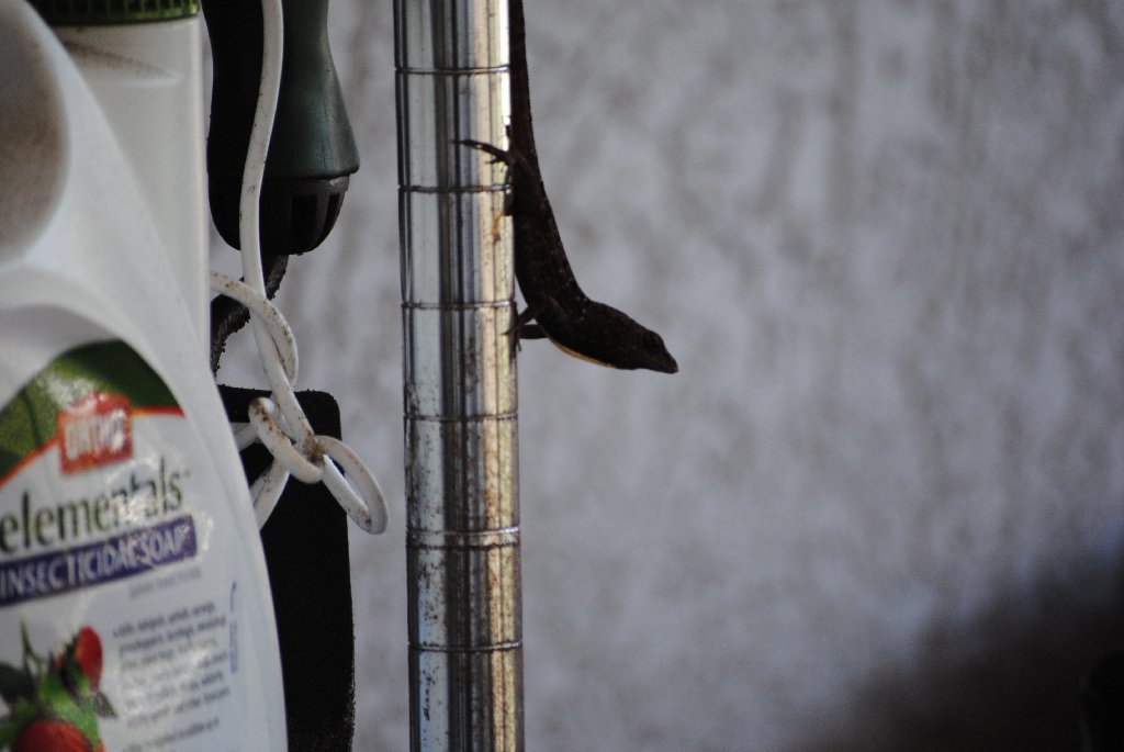 My Little Lizards -  2014