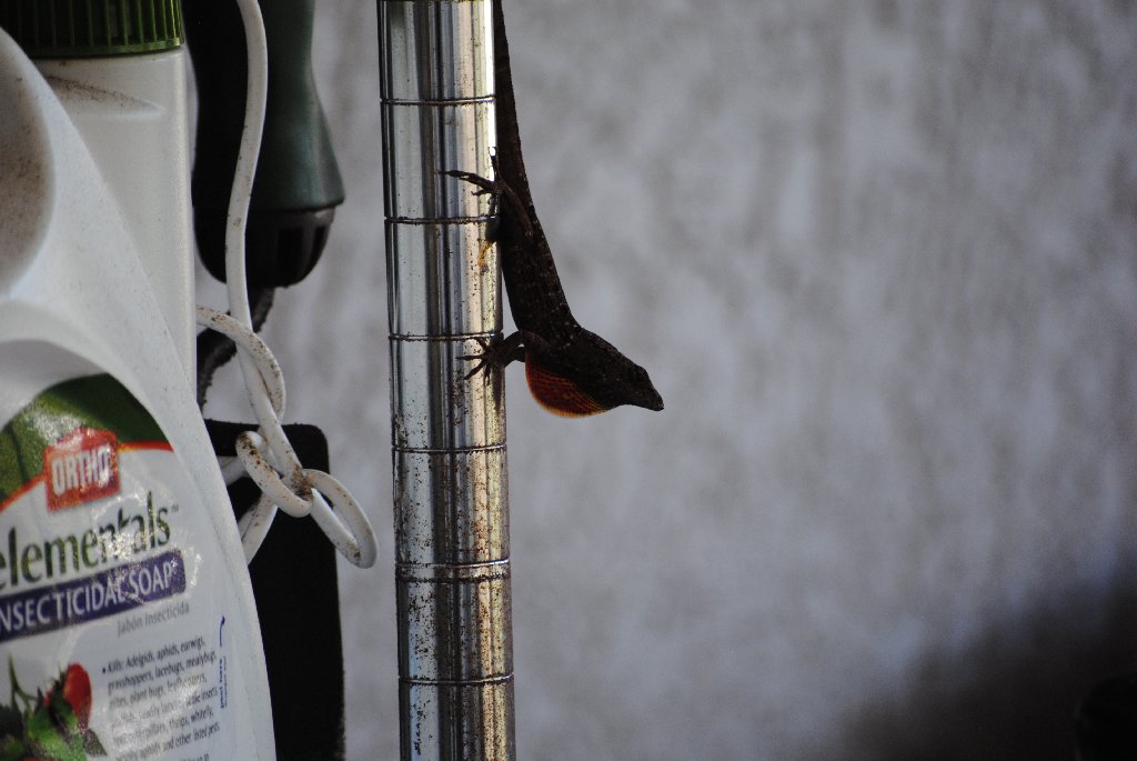 My Little Lizards -  2014