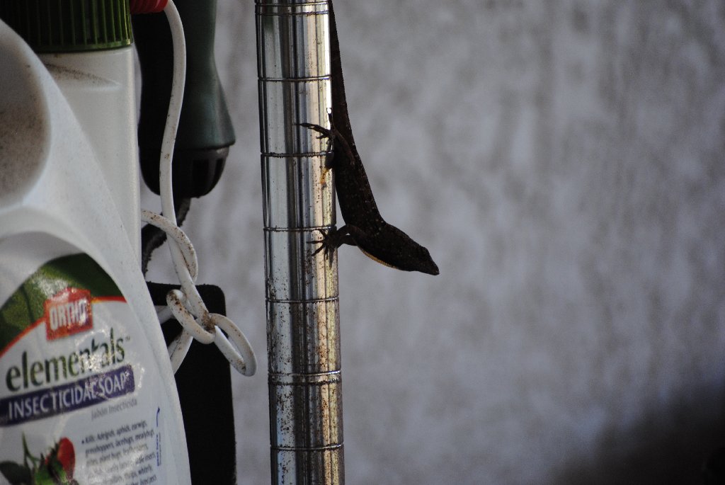 My Little Lizards -  2014