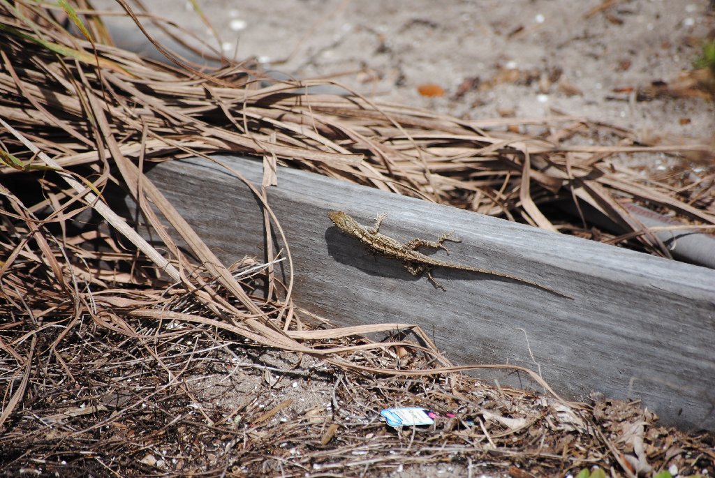 My Little Lizards -  2014