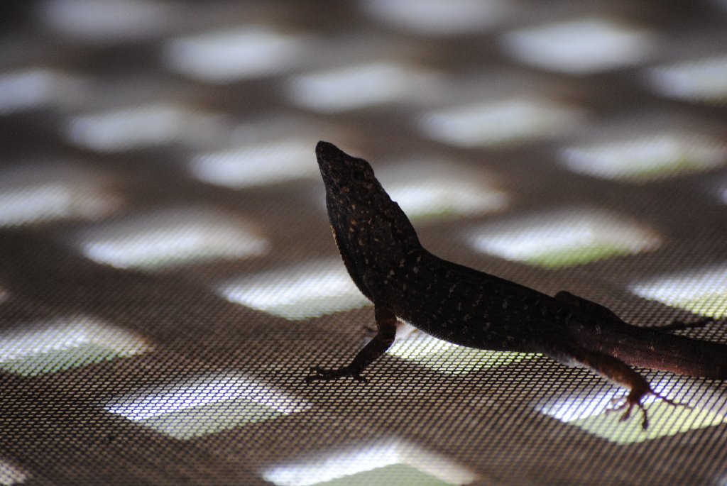 My Little Lizards -  2014