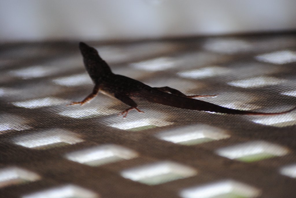 My Little Lizards -  2014