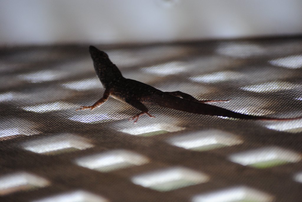 My Little Lizards -  2014