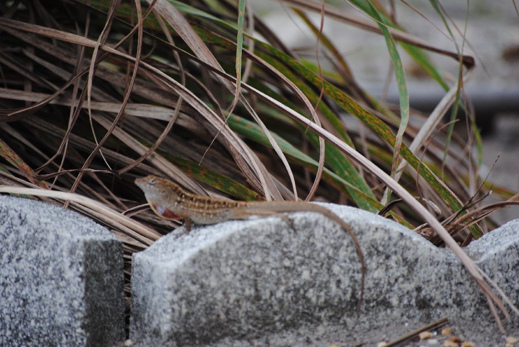 My Little Lizards -  2014