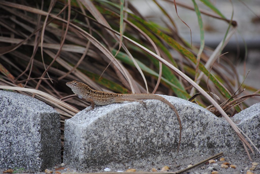 My Little Lizards -  2014