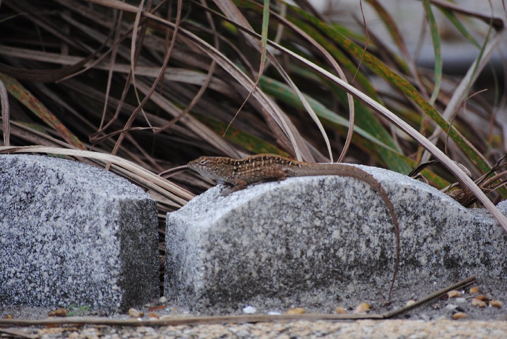 My Little Lizards -  2014