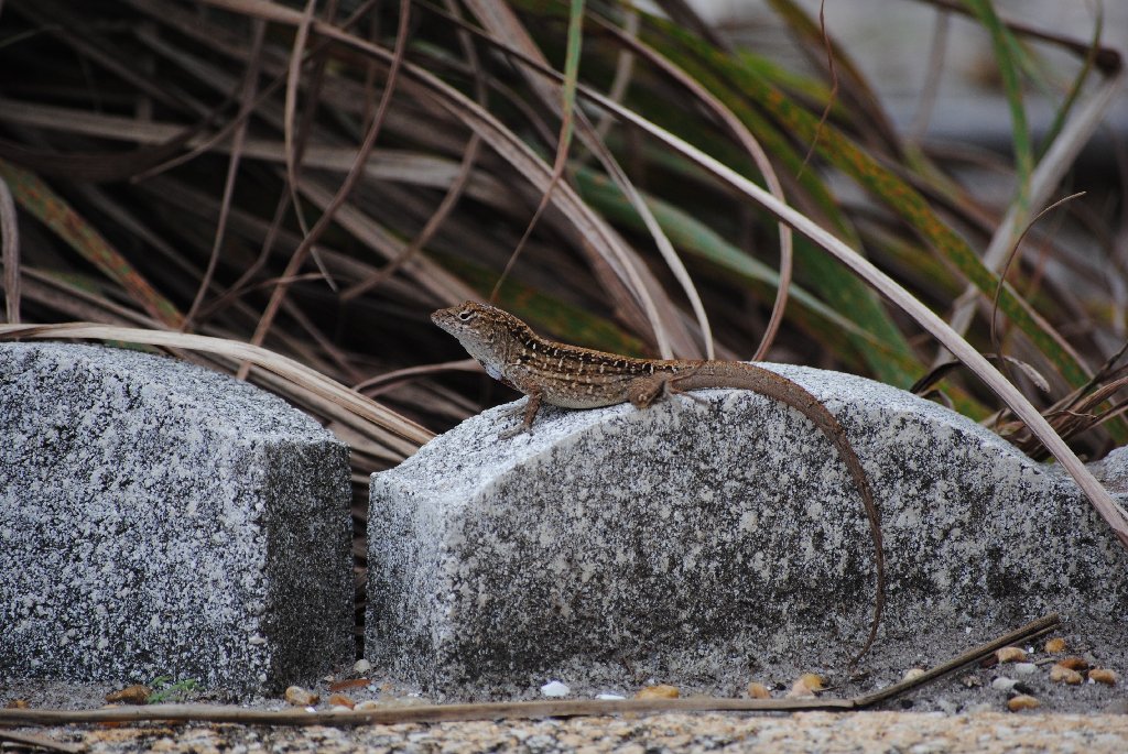 My Little Lizards -  2014