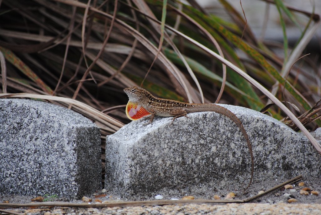 My Little Lizards -  2014